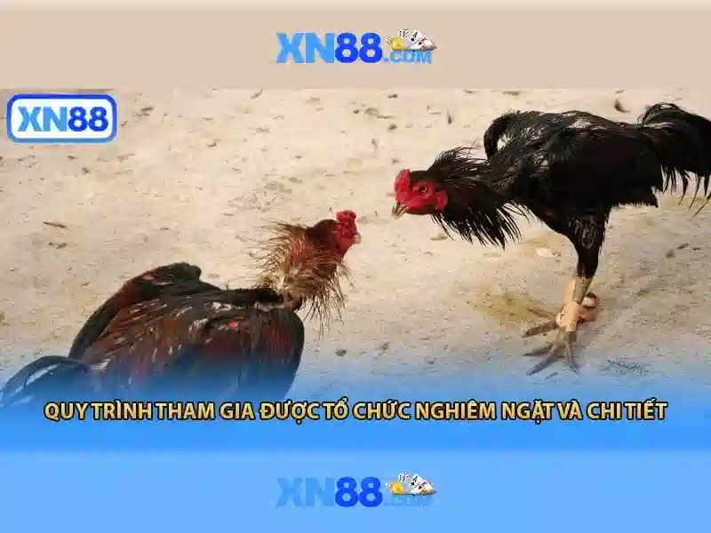 trải nghiệm cá cược thể thao XN88